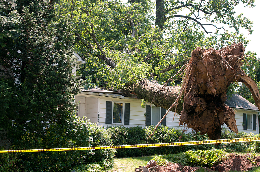 Hazardous tree removal Buford GA dangerous tree cutting