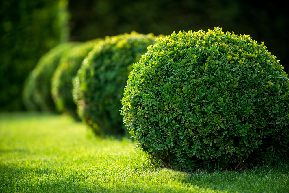 Shrub and bush removal Buford GA