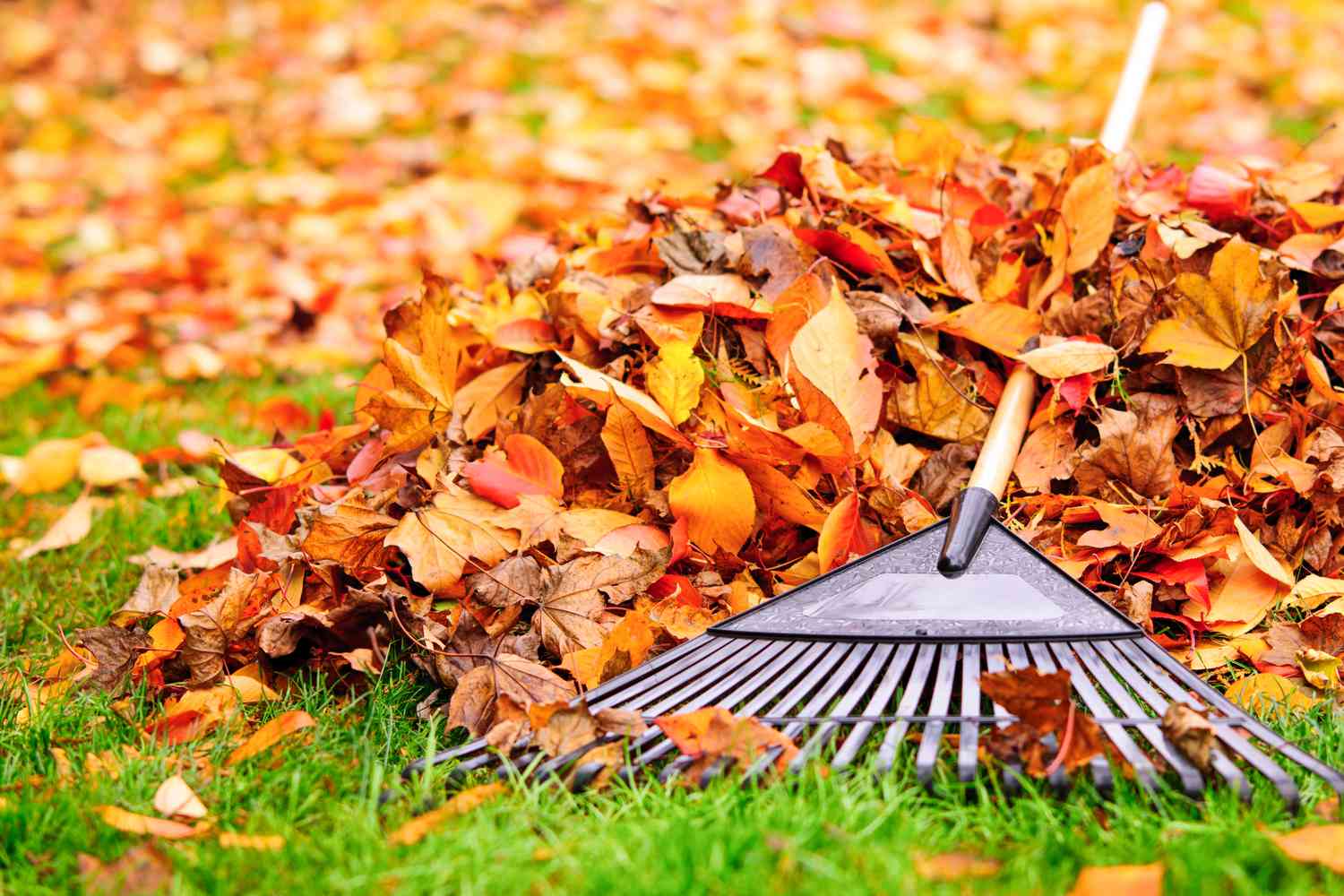 Yard cleanup Buford GA residential commercial